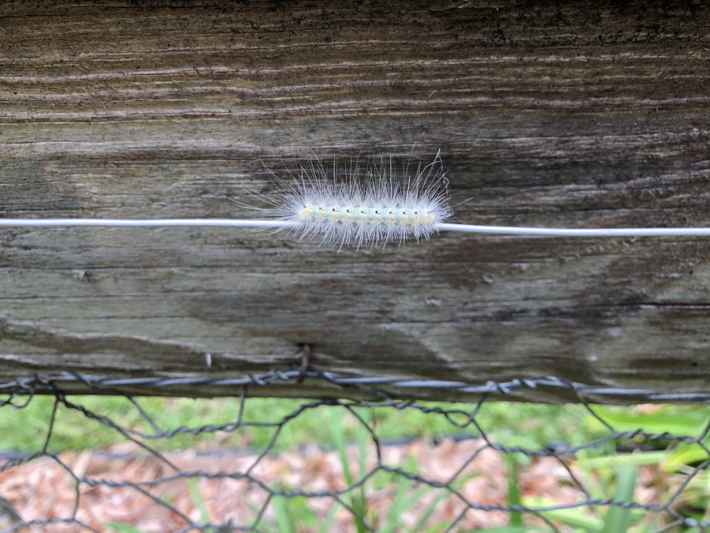 Fall Webworm