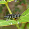 Square-headed Wasp