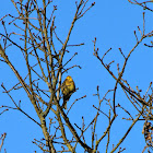 Yellowhammer, Goldammer