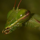 The European Mantis