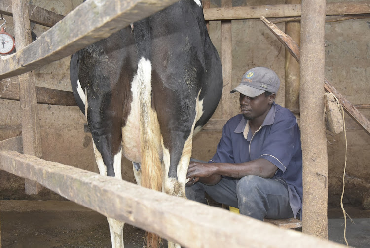 A farmhand milks a cow at a dairy farm in Miteero village, Gatundu North on Tuesday