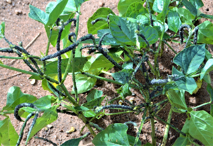 A cowpeas crop in the farm of Mzee Kitangu Kinandu that has been overwhelmed by aphids.