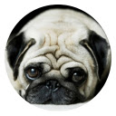Pug HD New Tabs Popular Pets Themes