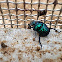 Scarab beetle