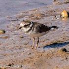 Ringed Plover