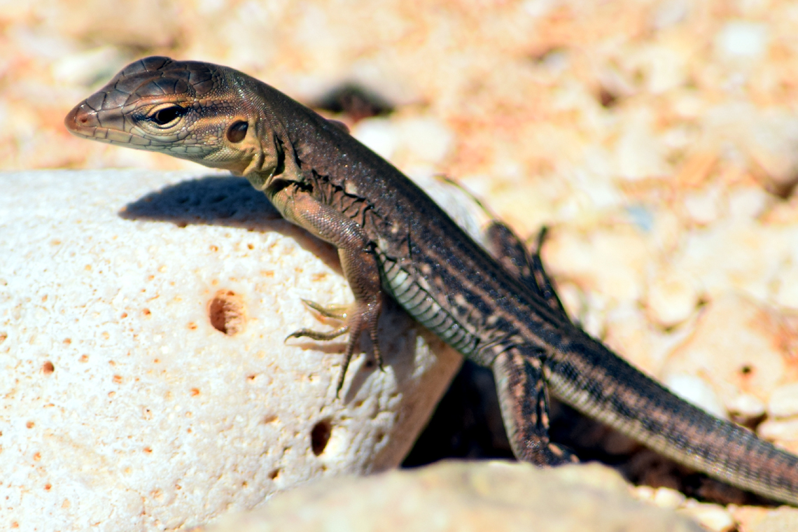 Laurent's Whiptail (juvenile)