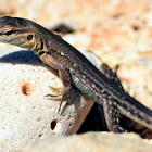 Laurent's Whiptail (juvenile)