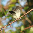 Blue-gray Gnatcatcher