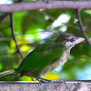 White-cheeked barbet