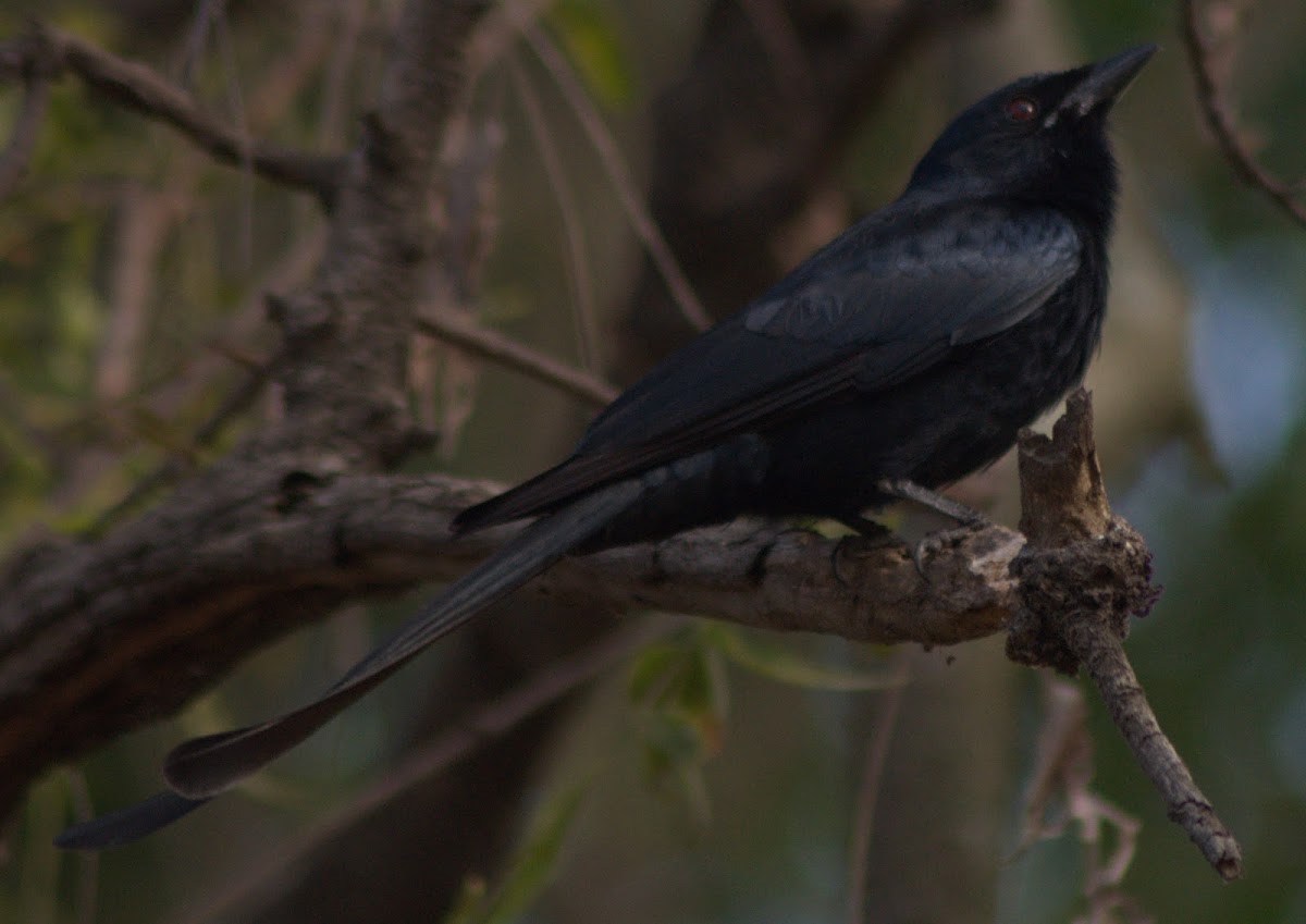 Black Drongo