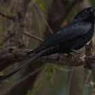 Black Drongo