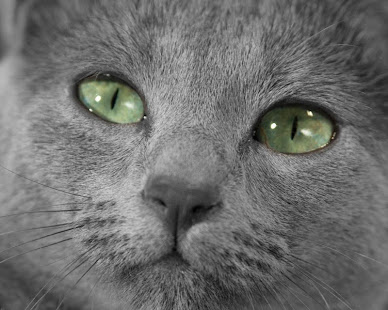 俄罗斯蓝猫益智游戏(圖5)-速報App