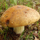 Mushroom