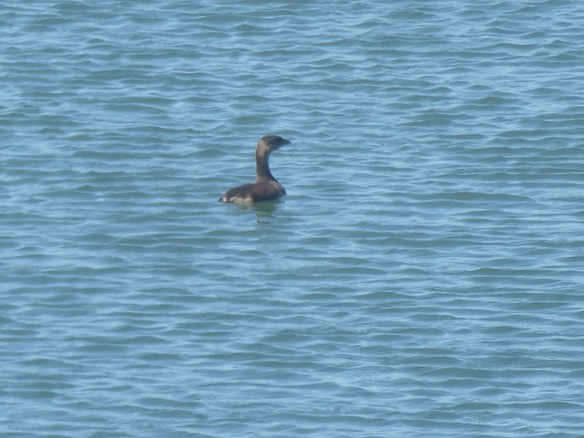 Eared Grebe