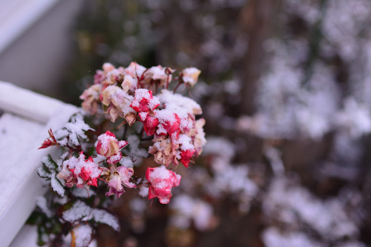 シビックタイプRのもっと大きな雪だるま・作りたかったけど・寒いからお家にはいる・甘え（笑）に関するカスタム事例の投稿画像6枚目
