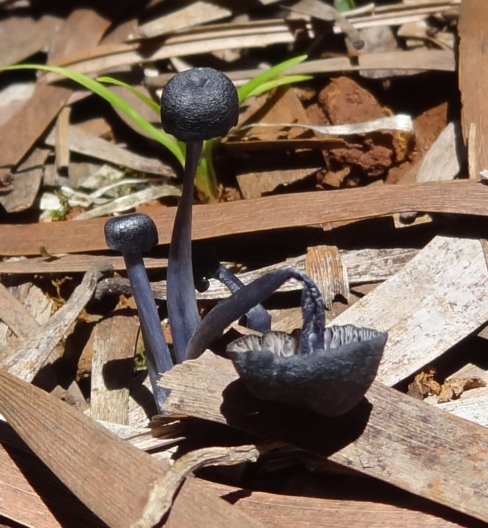 unidentified mushrooms