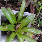 Bromeliad