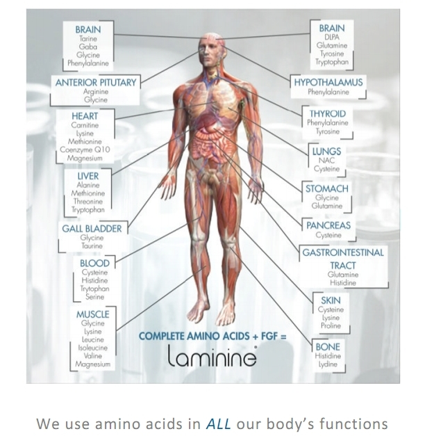 amino_acids L9