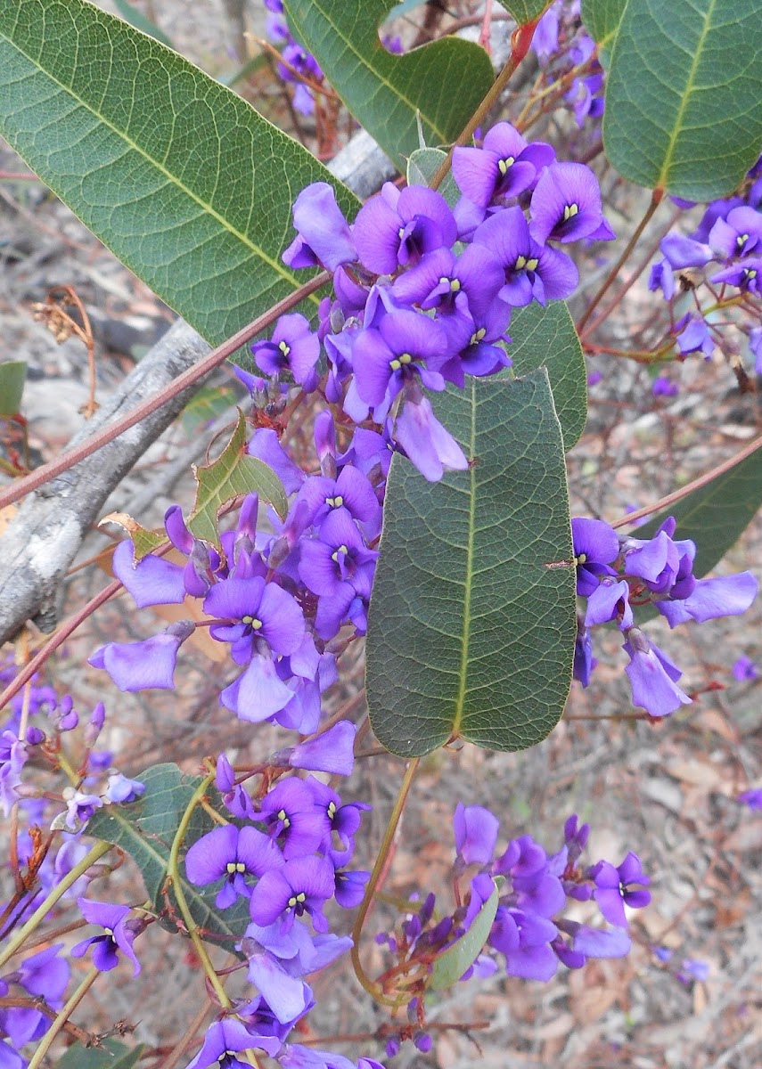 False Sarsaparilla Vine