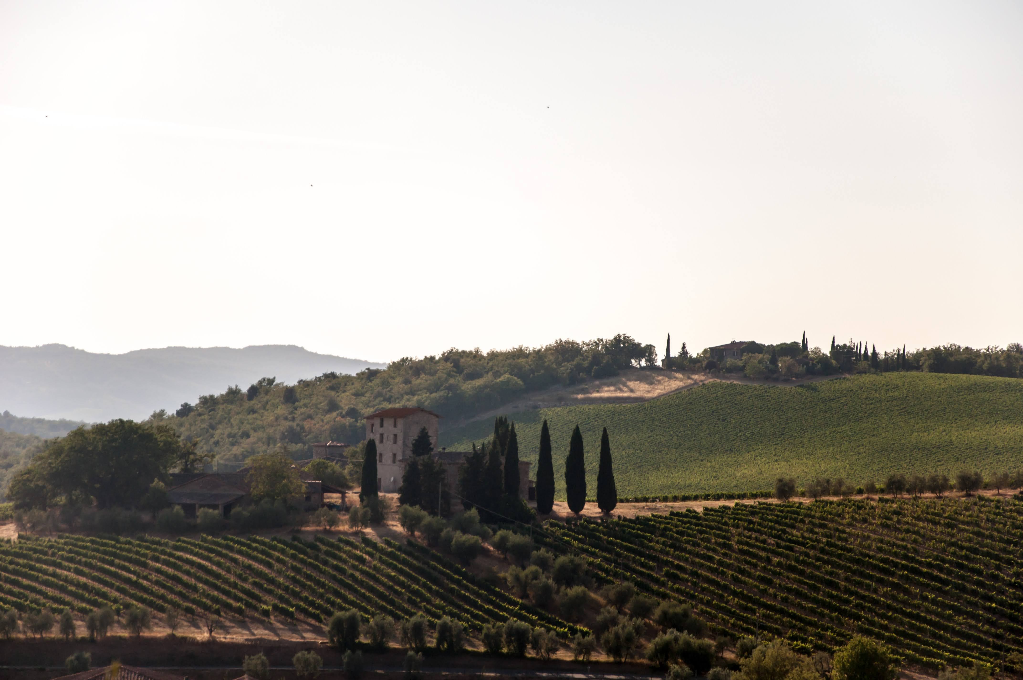 Vigneti, Gaiole in Chianti, Chianti, Toscana