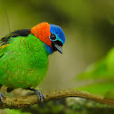 Red-necked Tanager