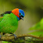 Red-necked Tanager