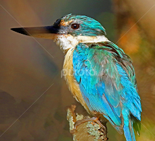 Azure Kingfisher by Anthony Goldman -   ( sydney, bird, wild, kingfisher, wildlife )