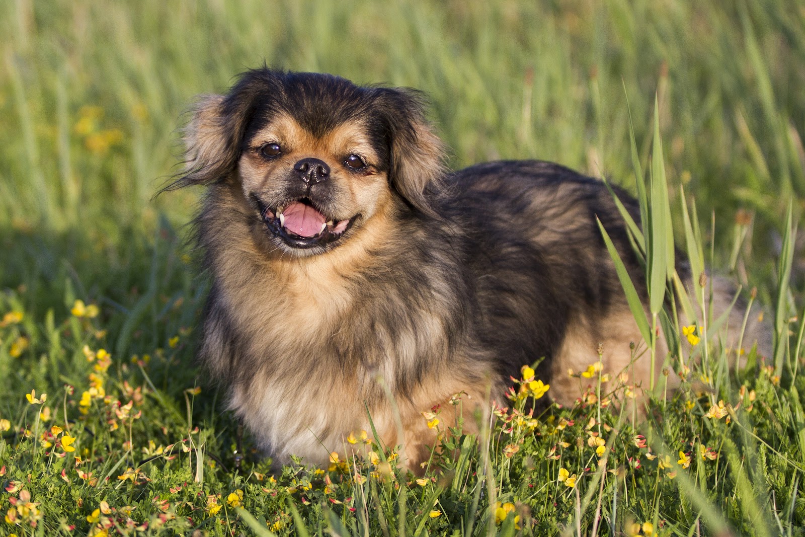 tibetan spaniel standing in grassy field