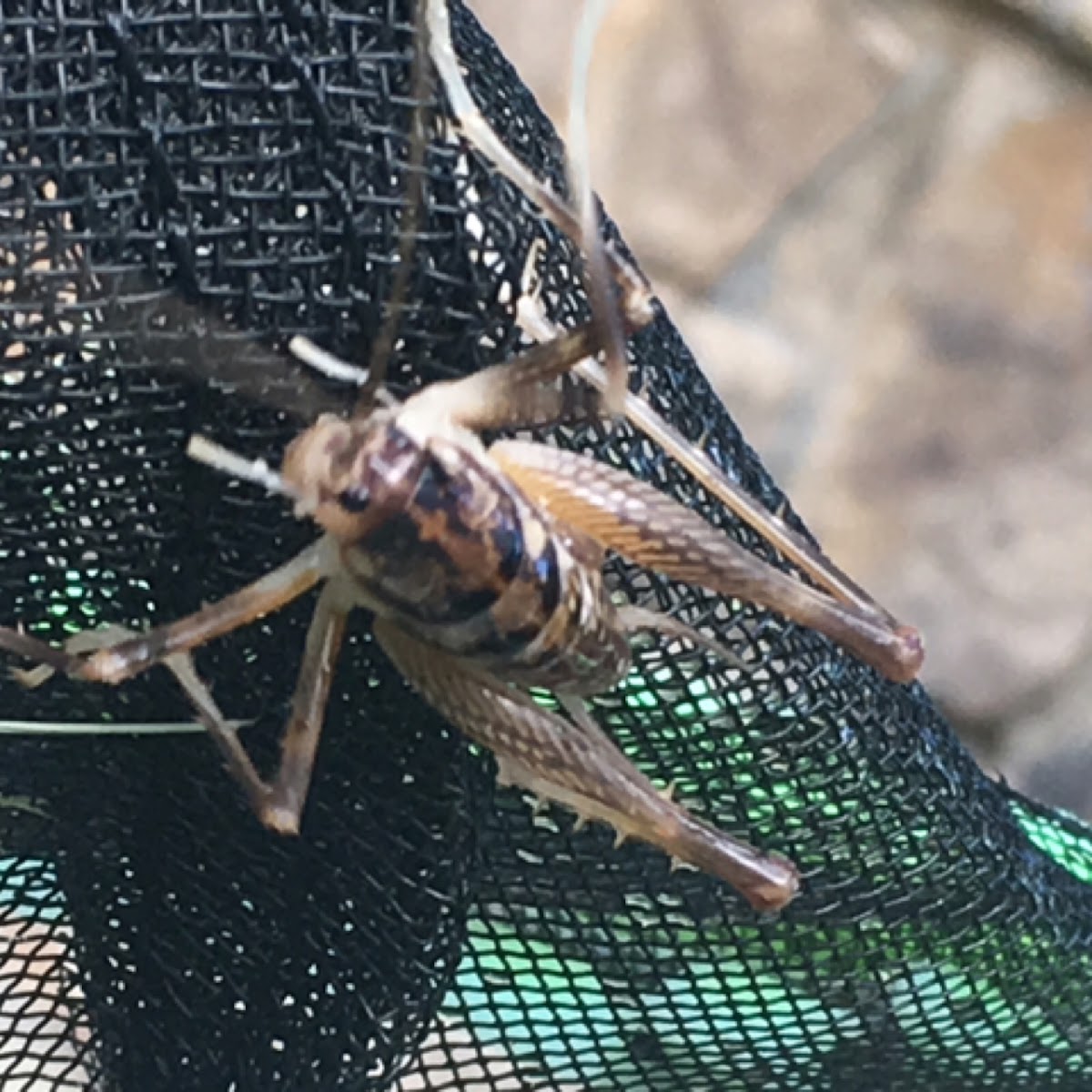 Camelback or cave cricket