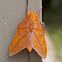 Saturniidae Moth