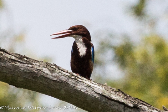 White-throated Kingfisher