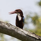 White-throated Kingfisher