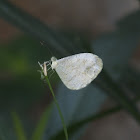 Lesser Grass Blue