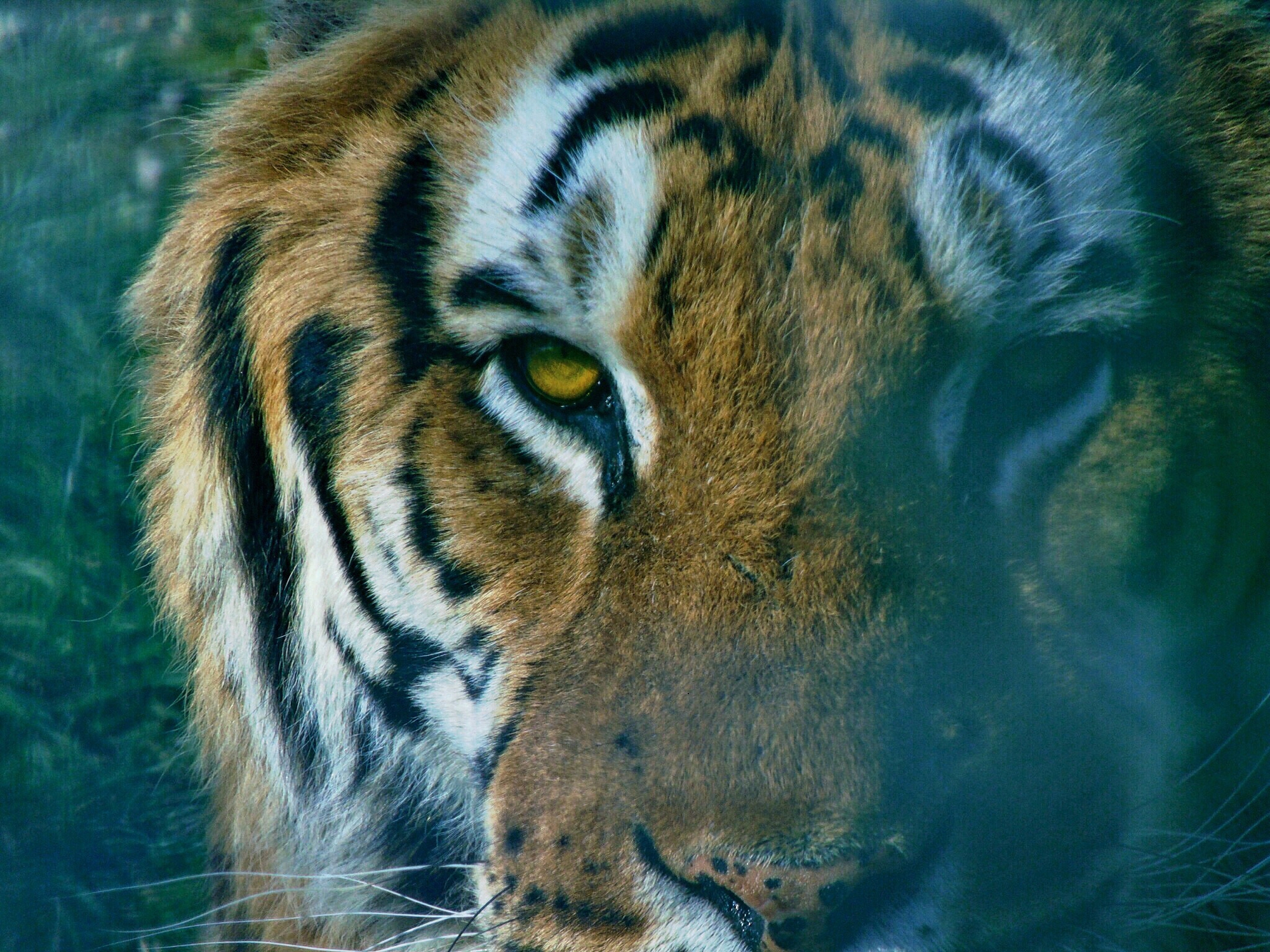 Eye of the tiger di Roberta Ricciardi