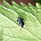 Pied Shieldbug