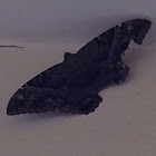 Black Witch Moth