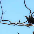 Rüppell's Griffon