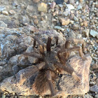 Desert Blonde Tarantula