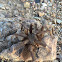 Desert Blonde Tarantula