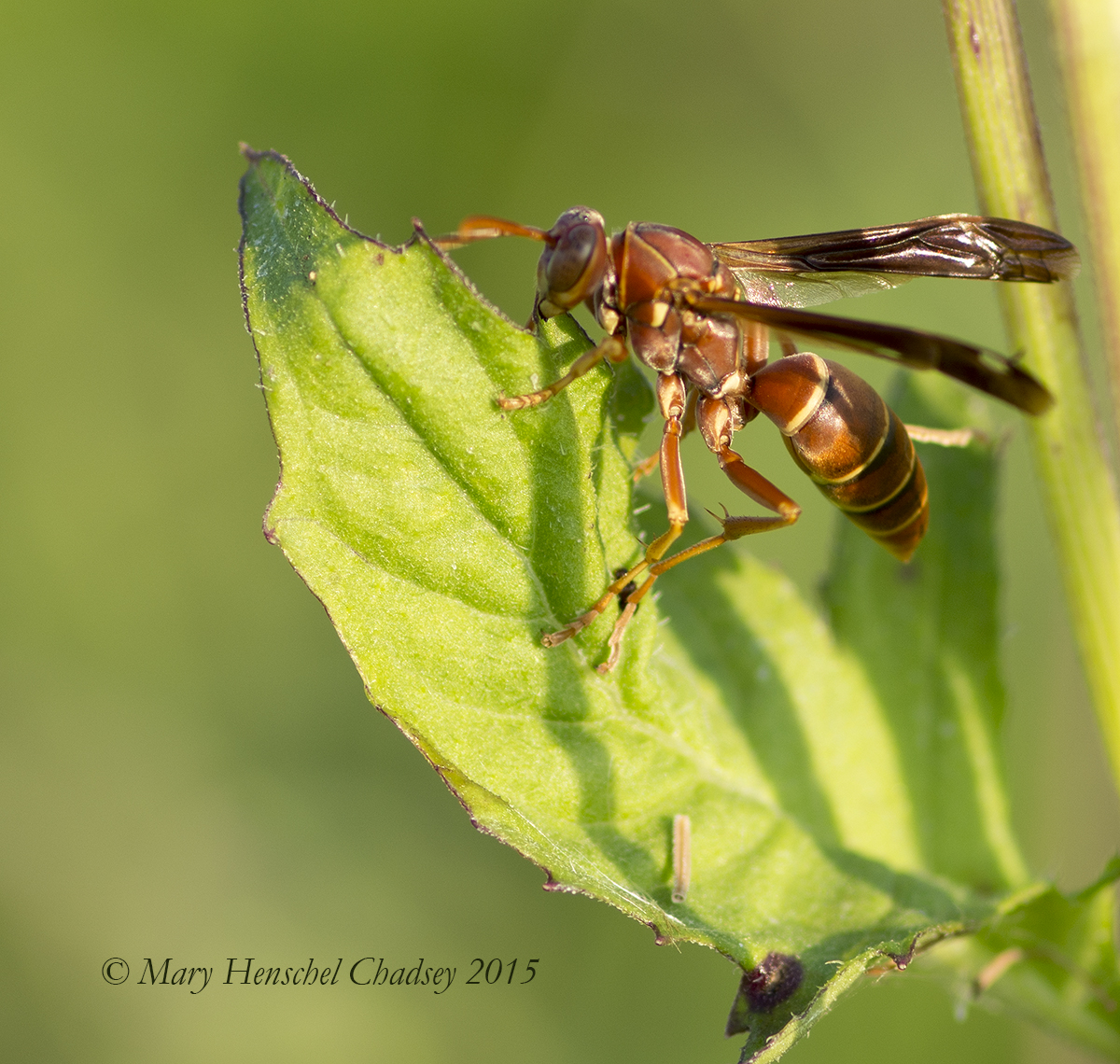 Paper Wasp