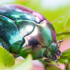 metallic beetle