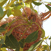 Little Friarbird (nest)