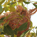 Little Friarbird (nest)