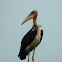 Greater Adjutant