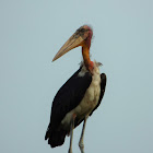 Greater Adjutant