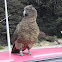 Kea