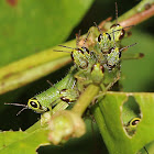 Rice Grasshopper