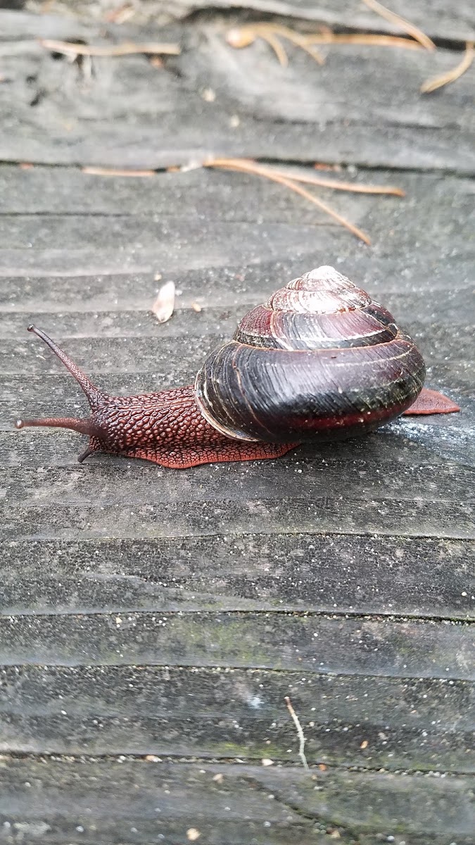 Pacific Sideband Snail