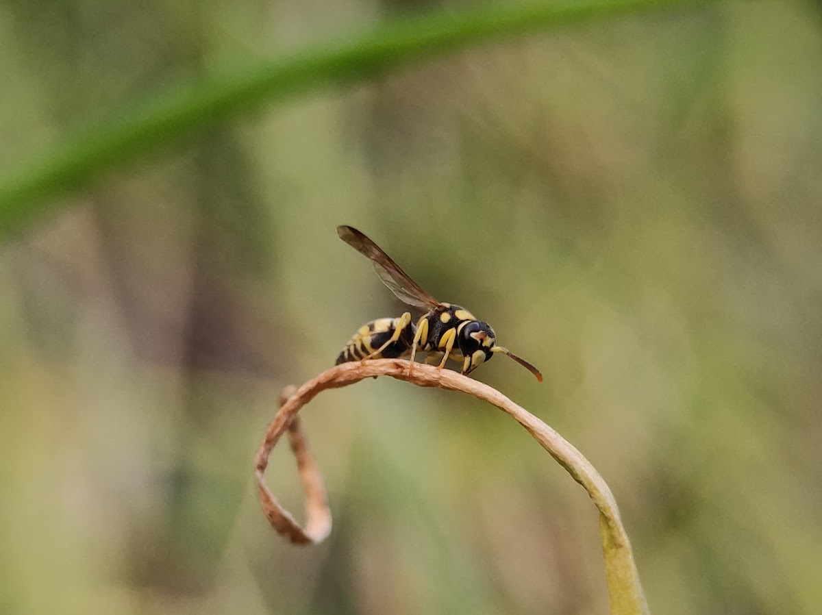 Potter wasp