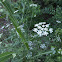 Poison hemlock